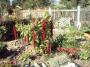 IMAGE00033.JPG.JPG