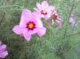IMAGE0008.JPG.JPG