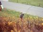 IMAGE0009.JPG_15_11_2003.jpg