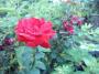 IMAGE0014.JPG.JPG