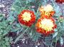 IMAGE0018.JPG.JPG
