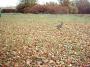 IMAGE0019.JPG.JPG