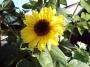 IMAGE0026.JPG.JPG