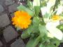 IMAGE0030.JPG.JPG